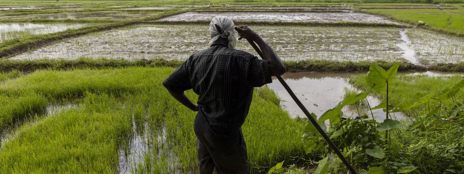USAID to award Rs. 15,000/- allowance to low-income agriculture-base families